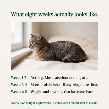 Mabel™ Spherical Carbon for Cats